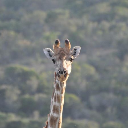 Addo Elephant Lodge & Safaris Kirkwood Eksteriør bilde
