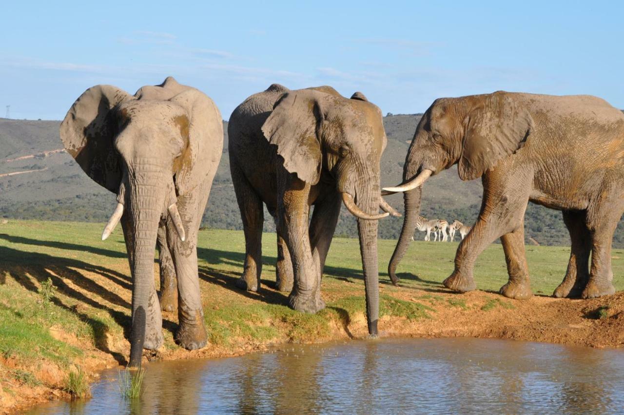 Addo Elephant Lodge & Safaris Kirkwood Eksteriør bilde